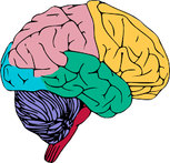 Multicolored diagram of a brain